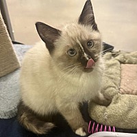 adopt a pet
