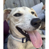 adopt-pet