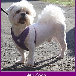 Thumbnail photo of Mr Coco #3