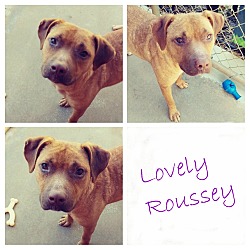 Thumbnail photo of Roussey #2