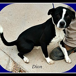 Photo of Dion