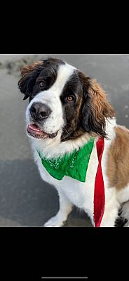 Northport, AL - St. Bernard. Meet SADIE a Pet for Adoption - AdoptaPet.com