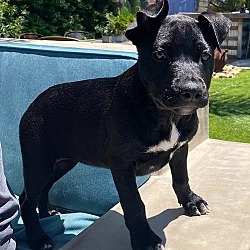 Photo of Violet's Pup - Aqua