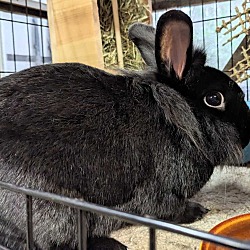Photo of Caboose (bonded to Hastings)