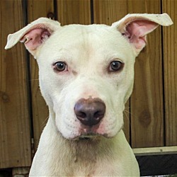 Photo of Sponsored - Petey