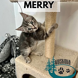Thumbnail photo of Merry #2