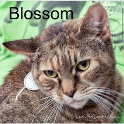 Photo of BLOSSOM