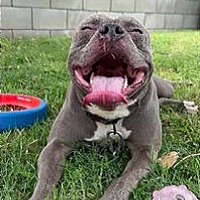 adopt a pet