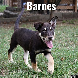 Thumbnail photo of Barnes #1