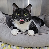 adopt a pet