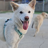adopt-pet