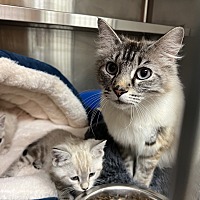adopt a pet