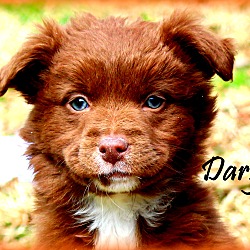 Thumbnail photo of Darya~adopted! #3