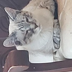 Photo of Cat1