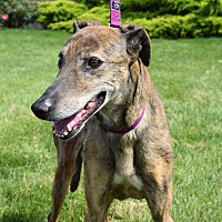 lurcher rescue north west