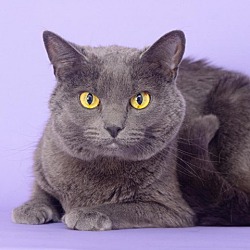 Photo of Auggie