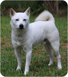 Houston Tx Shiba Inu Meet Lamb A Pet For Adoption