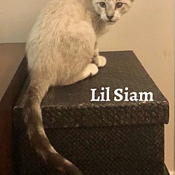 Thumbnail photo of Lil Siam #2