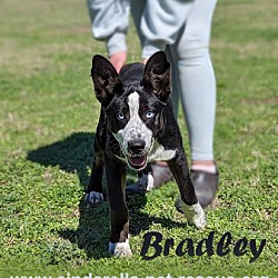 Photo of Bradley