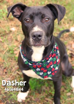 Thumbnail photo of Dasher #1