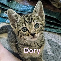 Photo of DORY Kitten