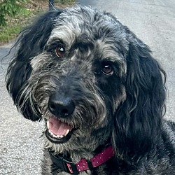 Photo of Aussiedoodle  Estelle