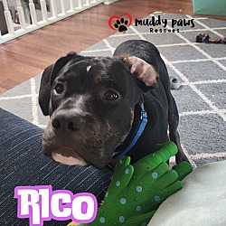 Thumbnail photo of Rico #4