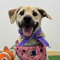 adopt a pet