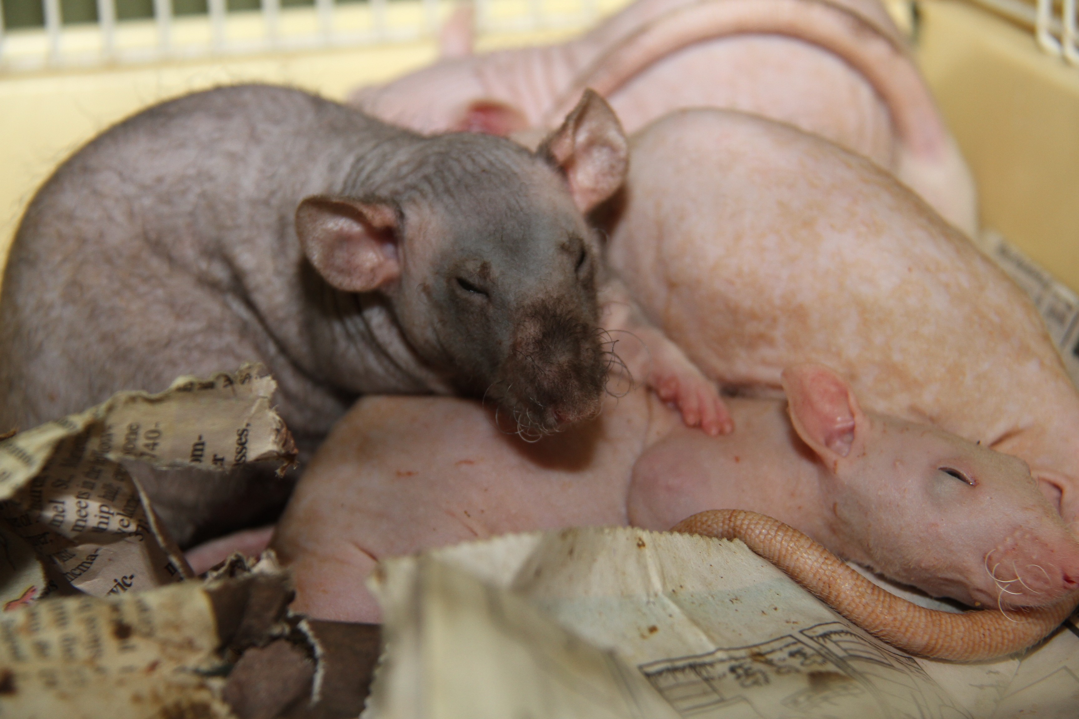 dumbo rex rats for sale near me