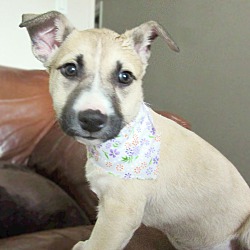 Thumbnail photo of Clarice-Adopted! #3
