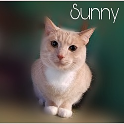 Thumbnail photo of SUNNY #1