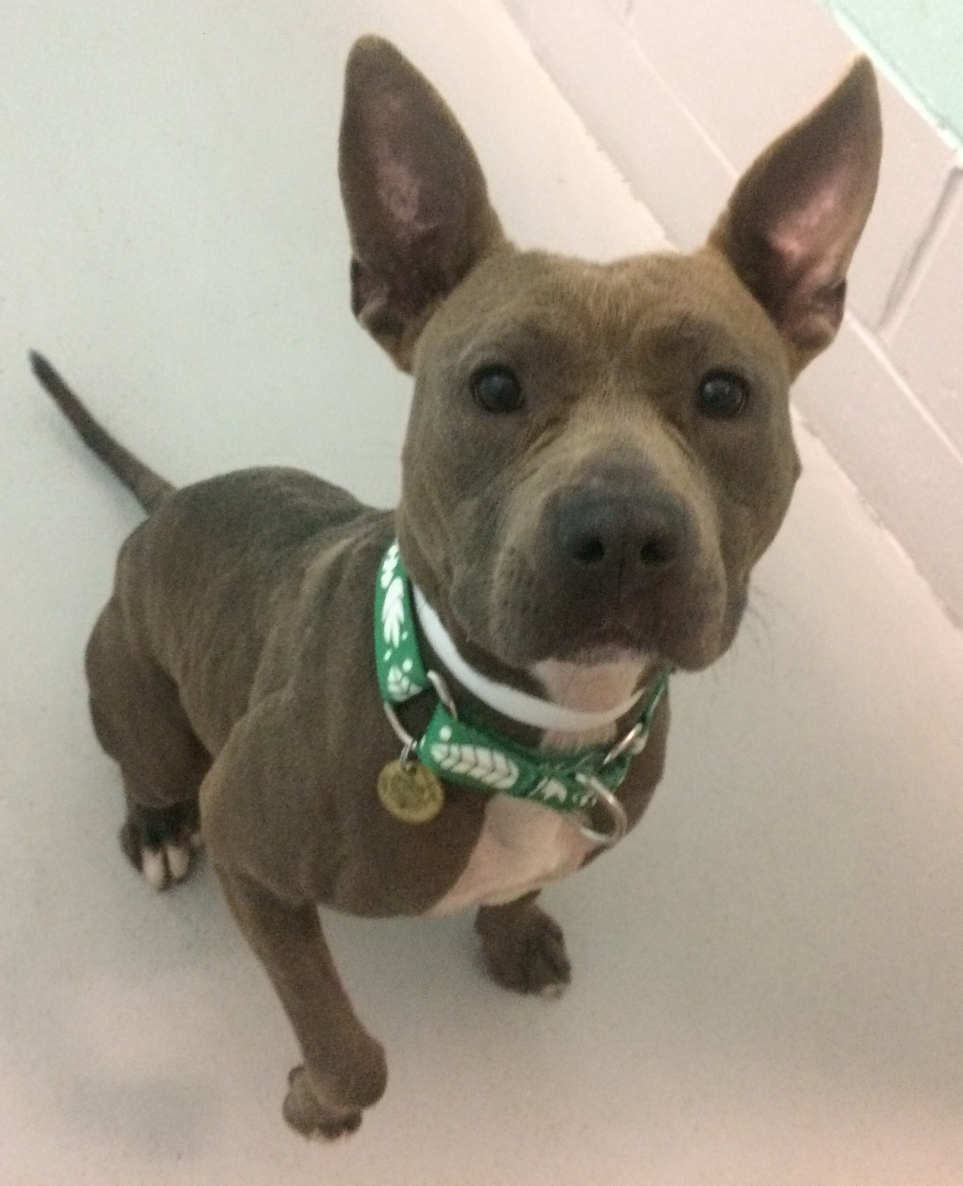 Adopt Phoebe the Pocket Pittie! a Gray/Blue/Silver/Salt & Pepper Bull