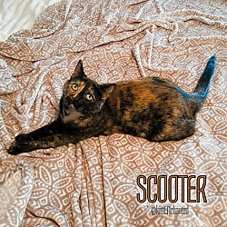 Thumbnail photo of Scooter #2