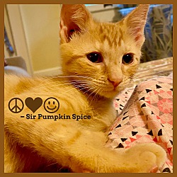 Thumbnail photo of Punkin Pi...a.k.a. "Sir Red" #2