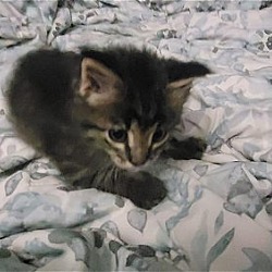 Thumbnail photo of Oscar - CAT (12wo, 3lbs) #4