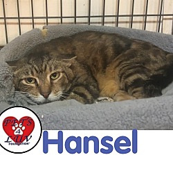Thumbnail photo of Hansel #3