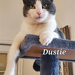 Thumbnail photo of Dustie #1