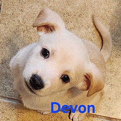 Thumbnail photo of Devon #1