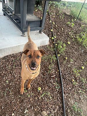 Norco, Ca - Rhodesian Ridgeback. Meet Ginger A Pet For Adoption 