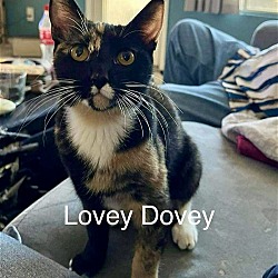 Photo of Lovey Dovey Fuoco