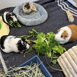 Thumbnail photo of Cookie (bonded Group) #1