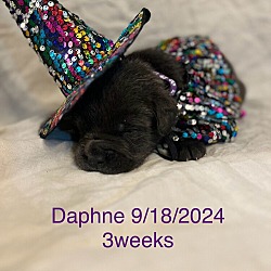 Thumbnail photo of Daphne #1