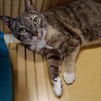 adopt a pet