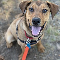 adopt a pet