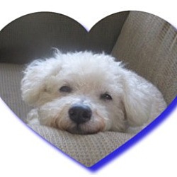 Thumbnail photo of Adopted!!Henry - IL #2