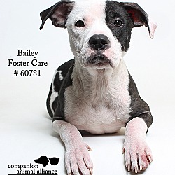 Thumbnail photo of Bailey (Foster) #1