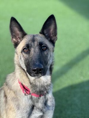 Fresno, CA - Belgian Malinois. Meet Mama Pepper a Pet for Adoption ...