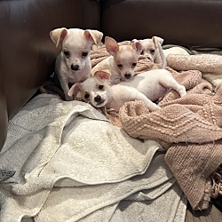 Thumbnail photo of Chihuahuas  #1