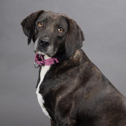 Photo of Dixie