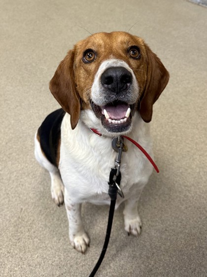 Columbus, OH - Beagle. Meet Mork a Pet for Adoption - AdoptaPet.com